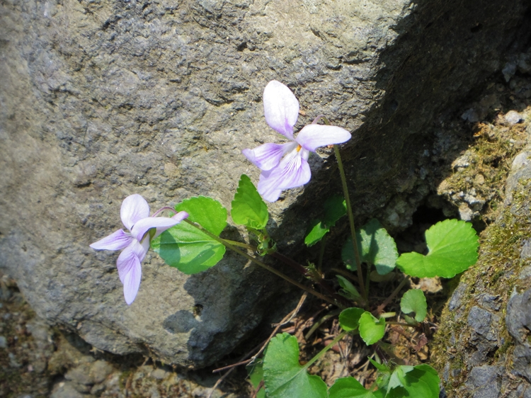 高尾山　山桜　２/３_d0031171_7355243.jpg