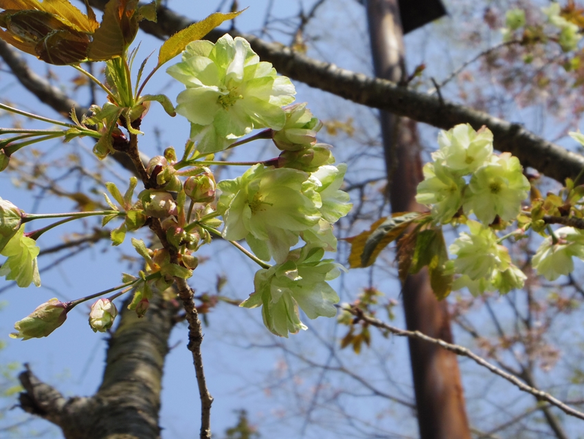 高尾山　山桜　２/３_d0031171_7502224.jpg