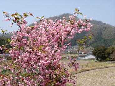 満開の花みずき＆海棠ざくら♡_a0234877_1130315.jpg