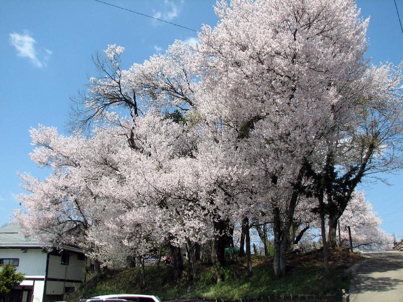 　飛騨高山の桜　３_a0209488_14534247.jpg