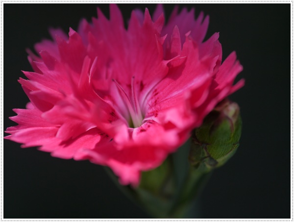 庭の草むしりの合間に楽しむ雑草と園芸種、春を感じるひととき_b0175688_2319215.jpg