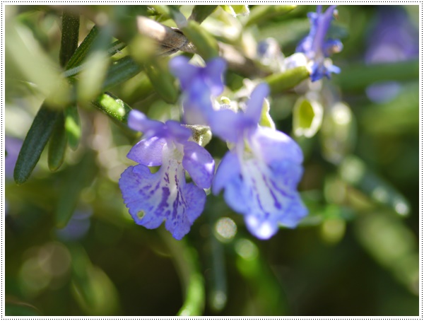 庭の草むしりの合間に楽しむ雑草と園芸種、春を感じるひととき_b0175688_23212190.jpg