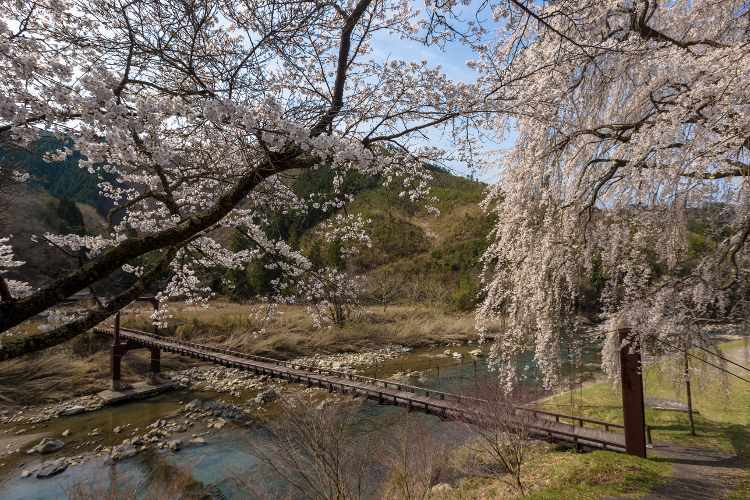 京北の桜を求めて ~前編~_e0051888_21482694.jpg