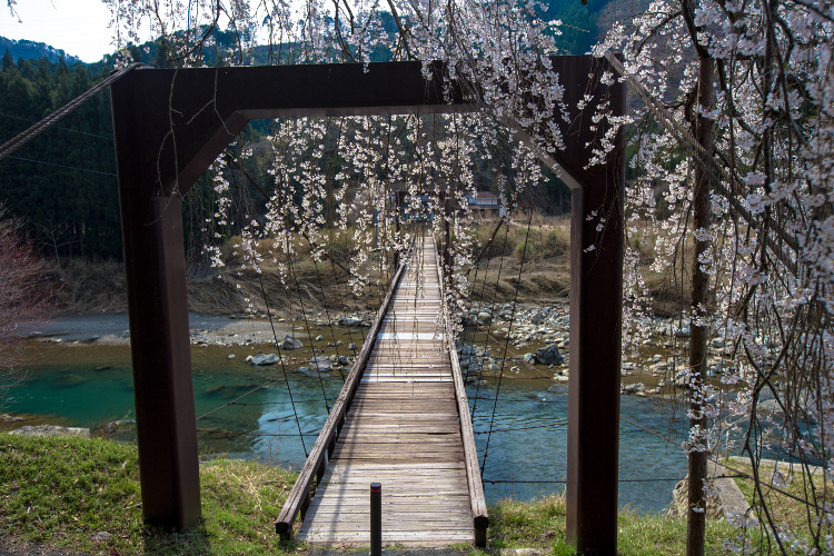 京北の桜を求めて ~前編~_e0051888_2148314.jpg