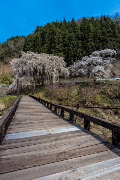 京北の桜を求めて ~前編~_e0051888_21483998.jpg