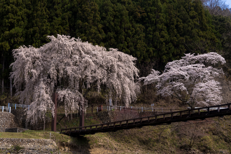 京北の桜を求めて ~前編~_e0051888_21485659.jpg