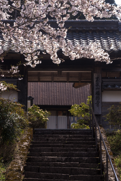 京北の桜を求めて ~前編~_e0051888_21491012.jpg