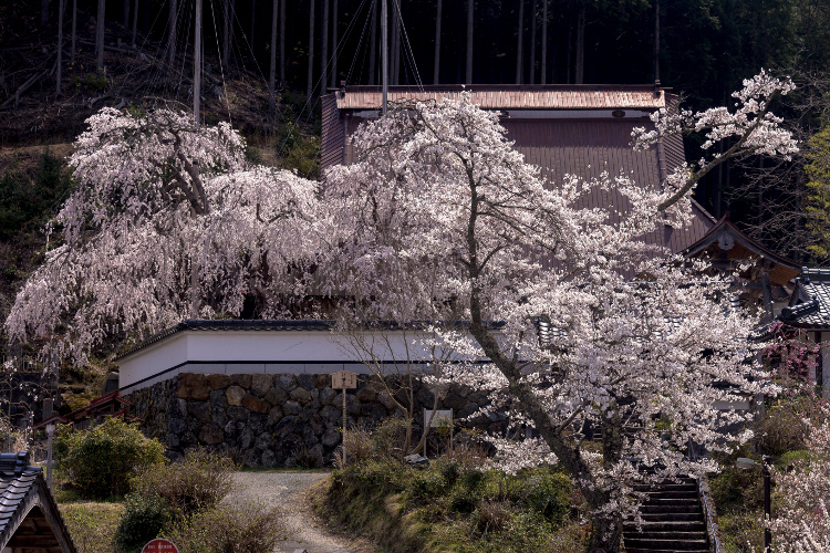 京北の桜を求めて ~前編~_e0051888_21494826.jpg