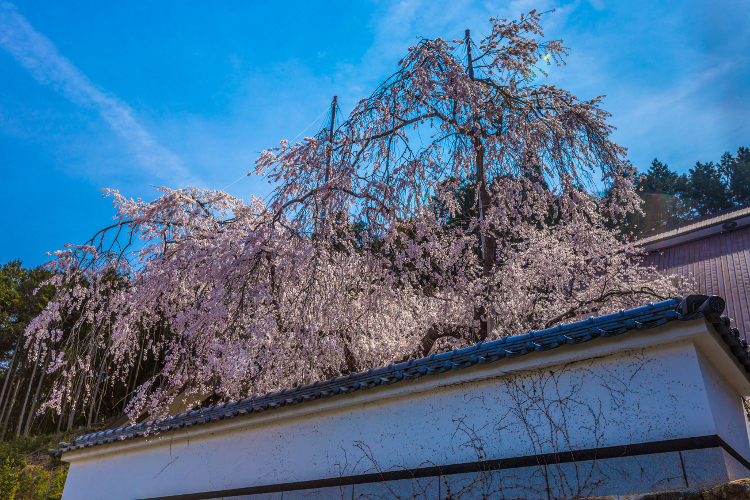 京北の桜を求めて ~前編~_e0051888_21501517.jpg