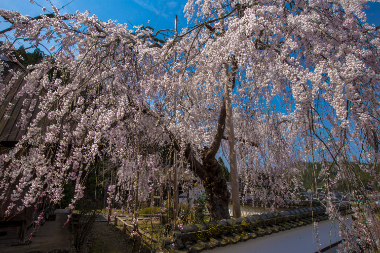 京北の桜を求めて ~前編~_e0051888_21503466.jpg