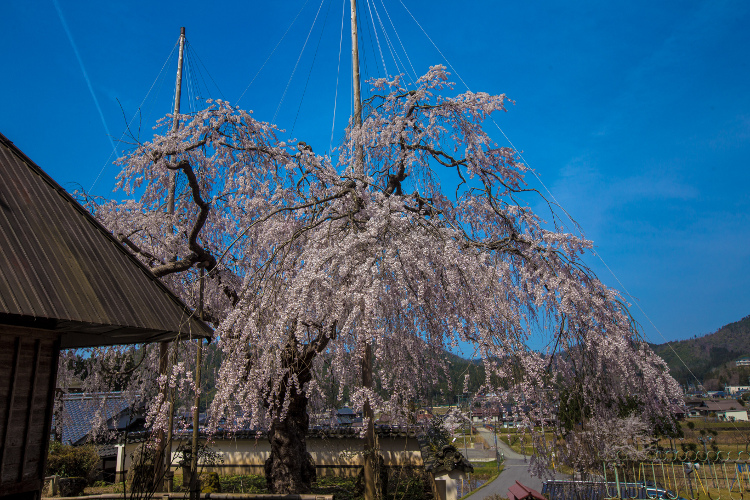 京北の桜を求めて ~前編~_e0051888_21505336.jpg