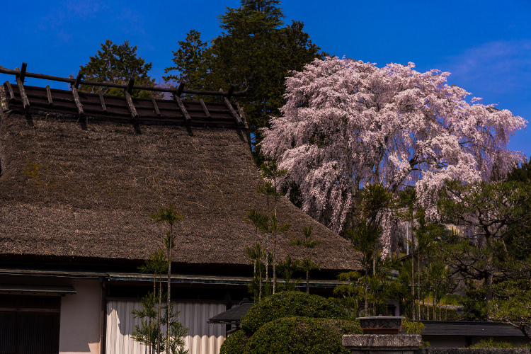 京北の桜を求めて ~前編~_e0051888_21511073.jpg