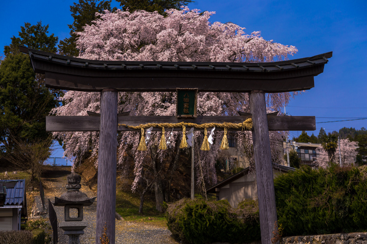 京北の桜を求めて ~前編~_e0051888_21513698.jpg