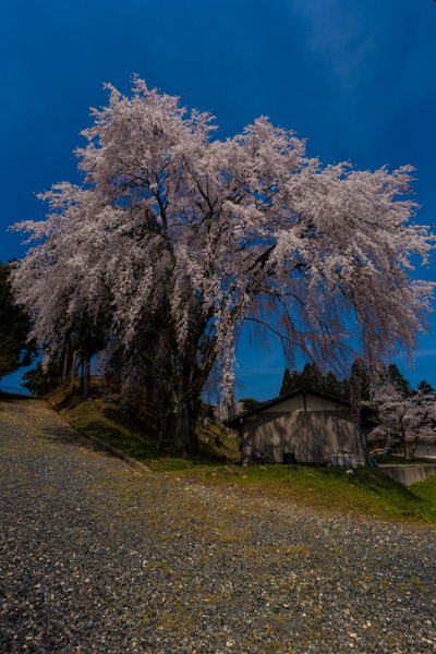 京北の桜を求めて ~前編~_e0051888_2151539.jpg