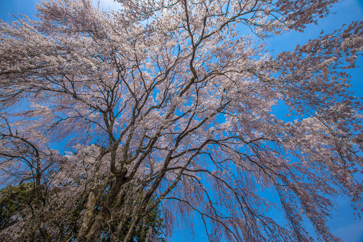 京北の桜を求めて ~前編~_e0051888_21521415.jpg