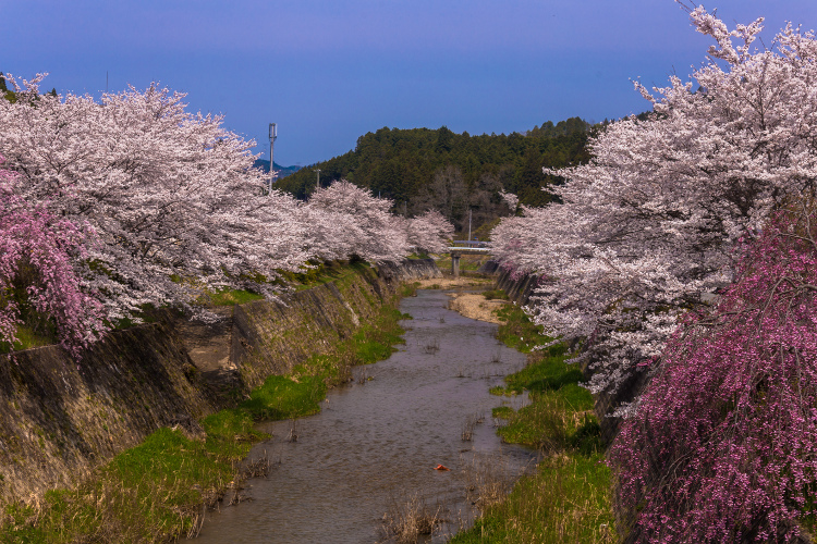 京北の桜を求めて ~前編~_e0051888_2153218.jpg