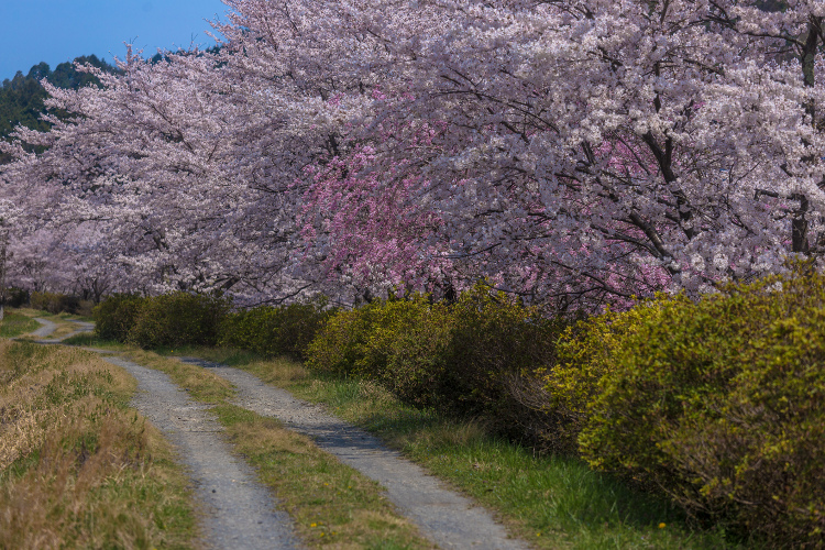 京北の桜を求めて ~前編~_e0051888_21532323.jpg