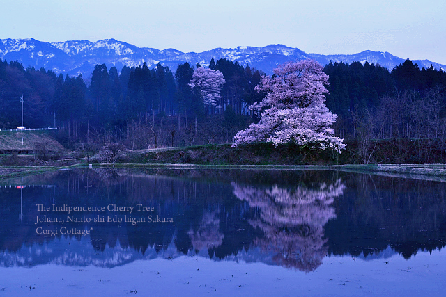 向野一本桜_d0218192_21131185.jpg