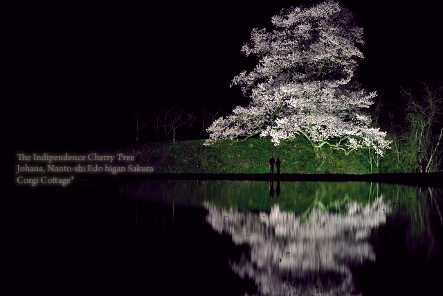 向野一本桜_d0218192_21145929.jpg