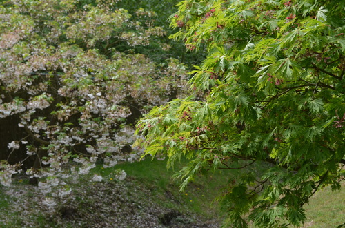 Hasselt - jardin japonais_d0196594_17555073.jpg