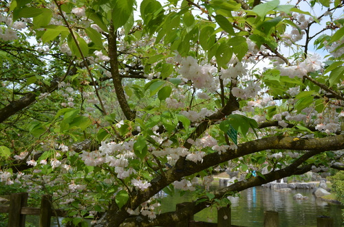 Hasselt - jardin japonais_d0196594_17572259.jpg