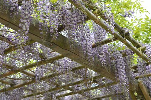 Hasselt - jardin japonais_d0196594_1837421.jpg