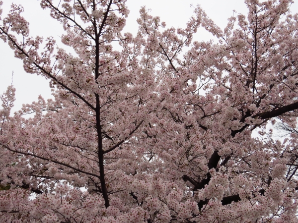 ４箇所め　松本城の桜_f0033598_20131955.jpg