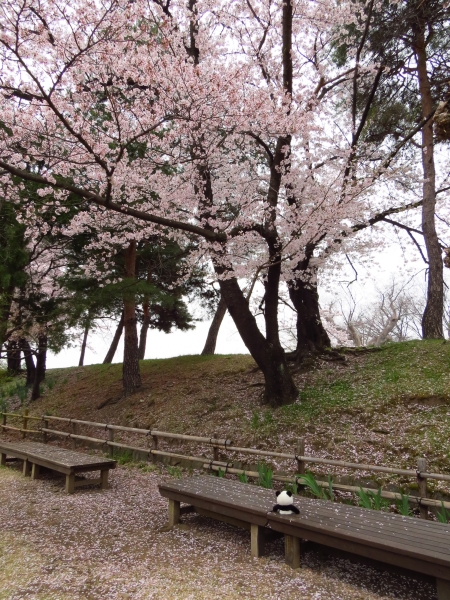 ４箇所め　松本城の桜_f0033598_20133064.jpg