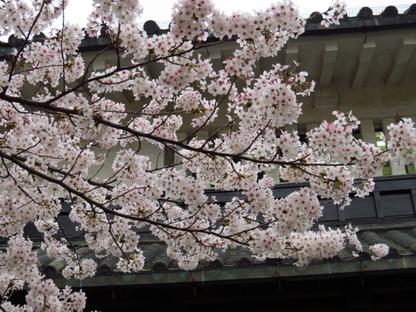 ４箇所め　松本城の桜_f0033598_20134232.jpg