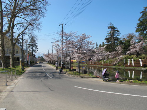 青空の下、光彩陸離たる松が岬公園の桜・・・１_c0075701_1823045.jpg