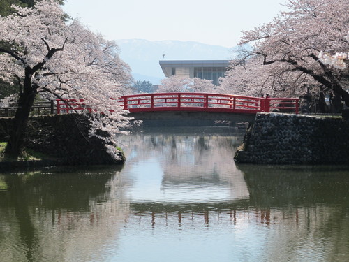 青空の下、光彩陸離たる松が岬公園の桜・・・１０_c0075701_21193361.jpg