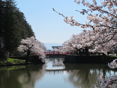 青空の下、光彩陸離たる松が岬公園の桜・・・１０_c0075701_21193743.jpg