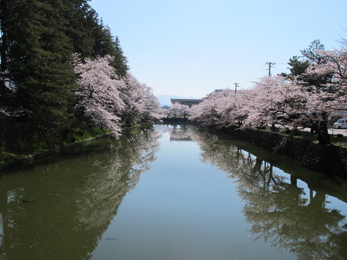 青空の下、光彩陸離たる松が岬公園の桜・・・７_c0075701_2132069.jpg