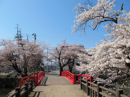 青空の下、光彩陸離たる松が岬公園の桜・・・７_c0075701_2132546.jpg