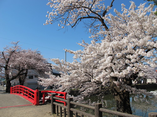 青空の下、光彩陸離たる松が岬公園の桜・・・７_c0075701_2132970.jpg