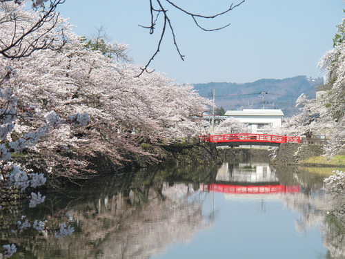 青空の下、光彩陸離たる松が岬公園の桜・・・１５_c0075701_2155789.jpg