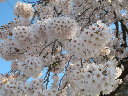 佐氏泉公園の桜、２０１４．４．２４・・・１_c0075701_6582421.jpg