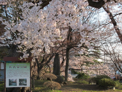 佐氏泉公園の桜、２０１４．４．２４・・・１_c0075701_6584241.jpg