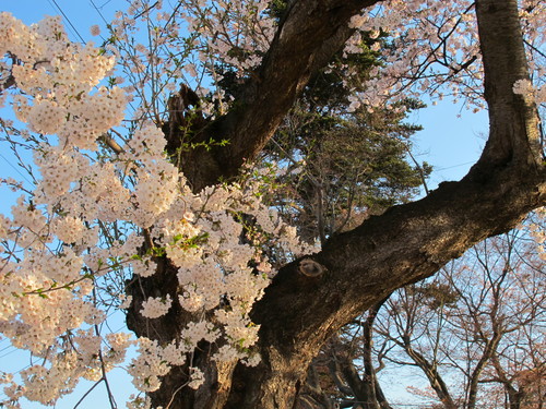 佐氏泉公園の桜、２０１４．４．２４・・・２_c0075701_755588.jpg