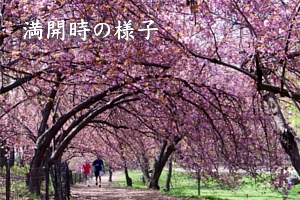 ニューヨークの桜シーズン_b0007805_2022190.jpg