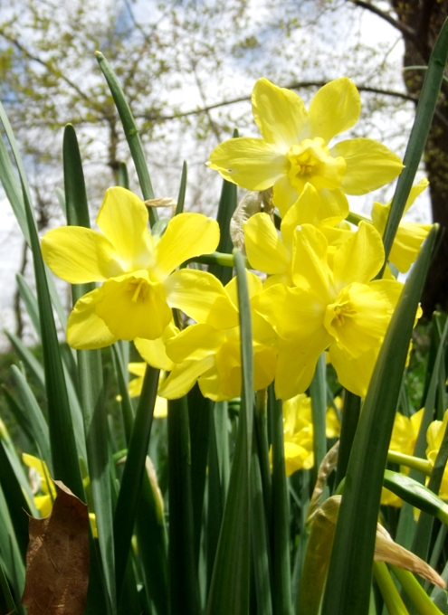 セントラルパークで見かけた春のお花いろいろ_b0007805_22391934.jpg