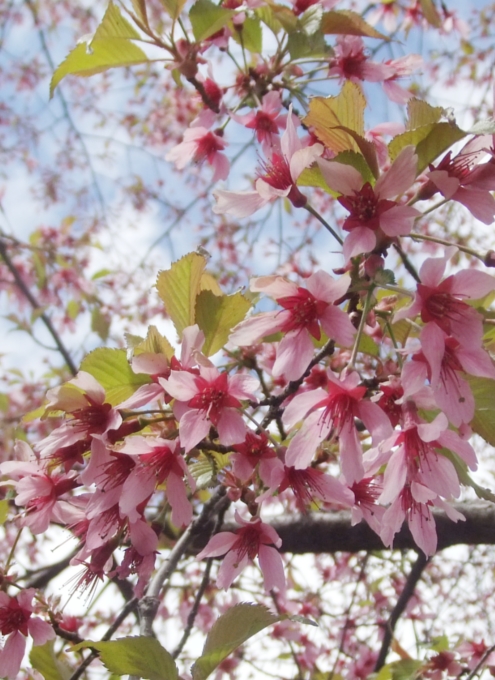 セントラルパークで見かけた春のお花いろいろ_b0007805_22401778.jpg