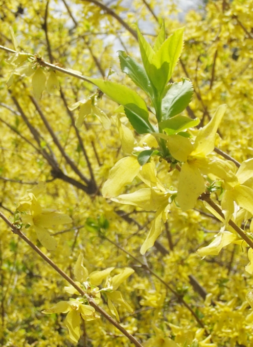 セントラルパークで見かけた春のお花いろいろ_b0007805_22411772.jpg