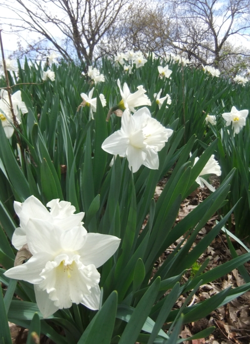 セントラルパークで見かけた春のお花いろいろ_b0007805_22414690.jpg
