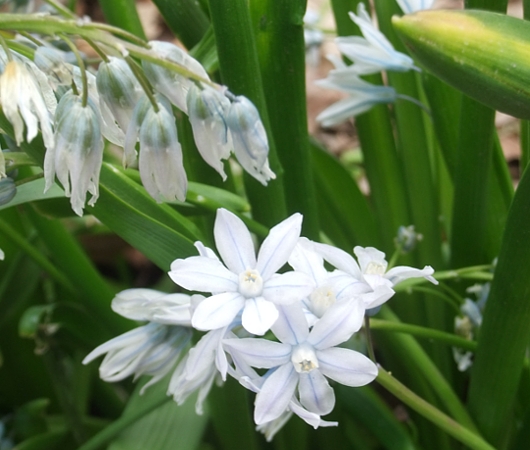 セントラルパークで見かけた春のお花いろいろ_b0007805_22421714.jpg