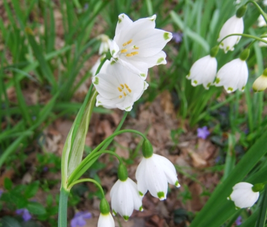 セントラルパークで見かけた春のお花いろいろ_b0007805_22423524.jpg