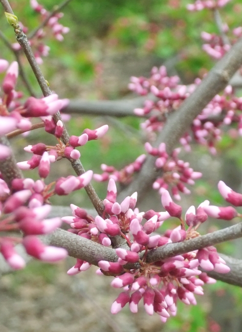 セントラルパークで見かけた春のお花いろいろ_b0007805_22433888.jpg