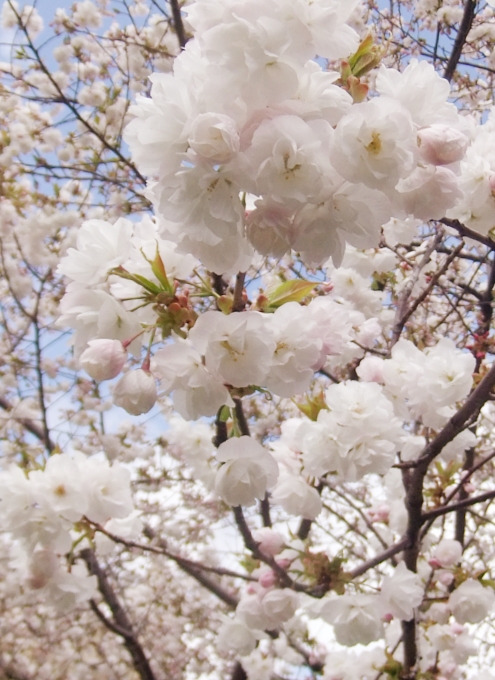 セントラルパークで見かけた春のお花いろいろ_b0007805_22435512.jpg