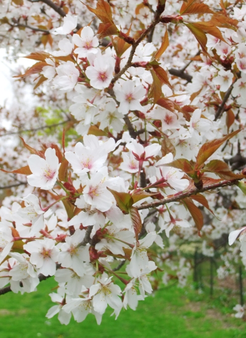 セントラルパークで見かけた春のお花いろいろ_b0007805_22474243.jpg