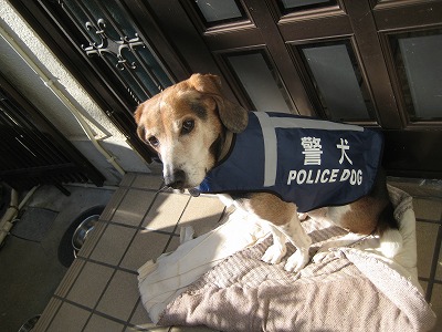 POLICE DOG うーちゃん♪_b0143308_20270477.jpg